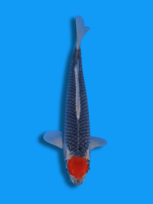 Tancho Goshiki | Koi&Co.